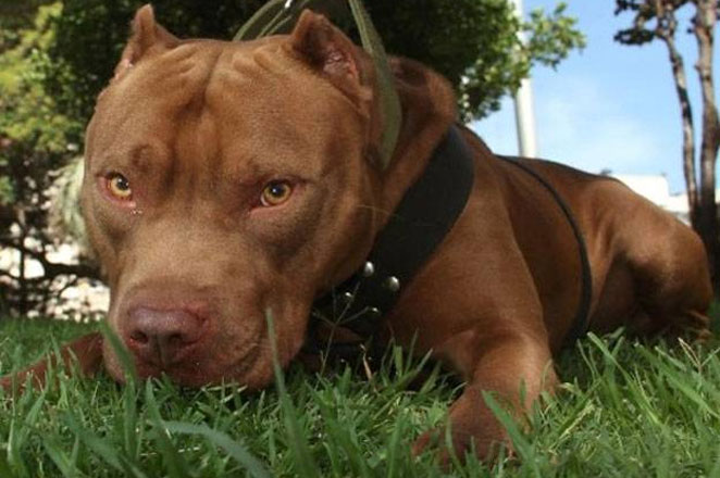PERROS PITBUL MATAN